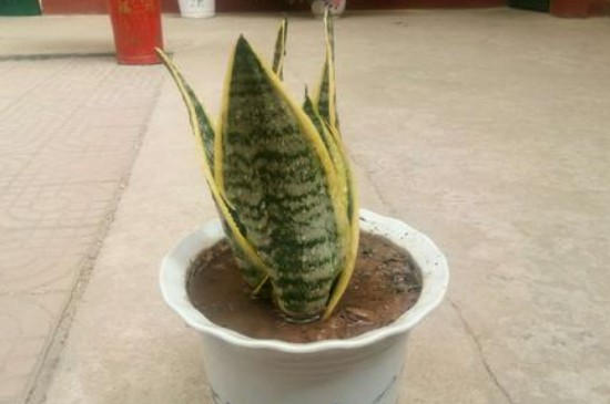 虎皮蘭怎么澆水 虎皮蘭怎么澆水